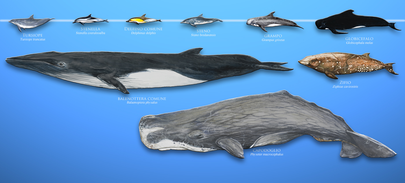 The Cetaceans of Mediterranean sea